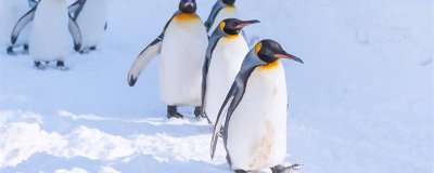 ​企鹅生活在哪里