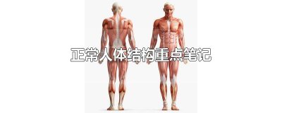 ​正常人体结构重点笔记