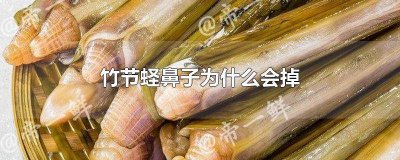 ​竹节蛏子是什么 竹节蛏科普