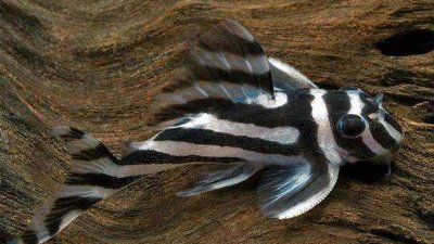 ​清道夫能吃吗