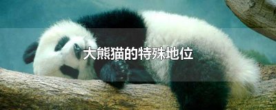 ​大熊猫的特殊地位