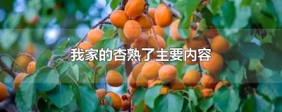 ​我家的杏熟了主要内容