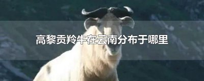 ​高黎贡羚牛在云南分布于哪里