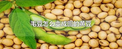 ​毛豆是圆的还是扁的好 毛豆是圆的还是扁的好吃