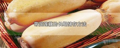 ​莲藕带泥放冰箱能保存多久吃 带泥的藕可以放冰箱保存吗