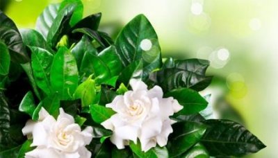 ​温水泡木耳几分钟可以吃吗？木耳用热水泡多长时间能吃