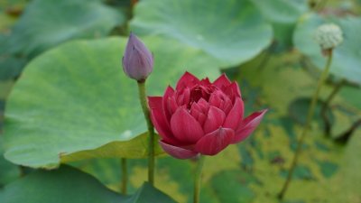 ​图集｜13种荷花美图，承包你一年微信的头像