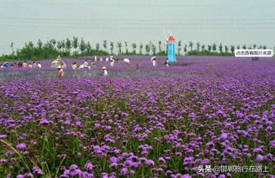 ​紫海芳庭薰衣草庄园