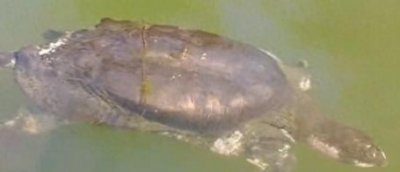 ​2.7亿年活化石、全球极危物种斑鳖濒临灭绝！全球仅存2只雄性，其中1只在中国