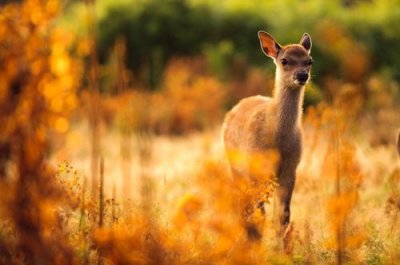 ​几张看起来很不错的麋鹿美图