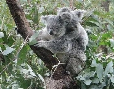 ​抱树而睡之树熊