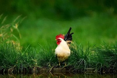 ​鸡瘟喂什么药好得快，鸡得了鸡瘟用什么药？养鸡人一定要知道