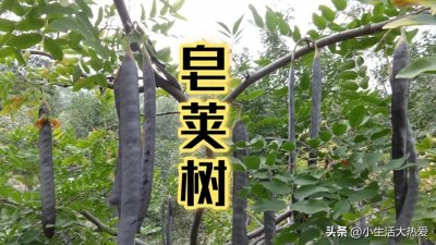 ​宝藏植物——皂荚树