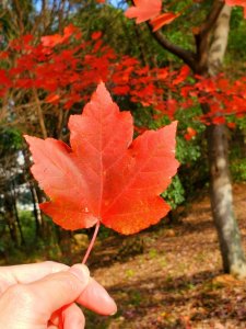 ​连武汉人都不知道的赏枫胜地—藏龙岛湿地公园