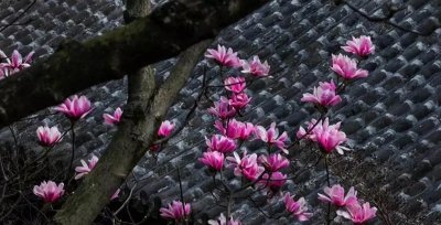 ​四百余载古旱莲 今春再展盛世颜