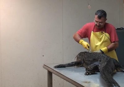 ​人类将鳄鱼开膛活剥，剥皮还割头，血腥无比，过程让人毛骨悚然！