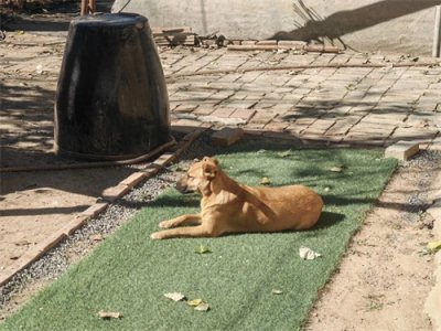 ​新诗写作要避免突兀