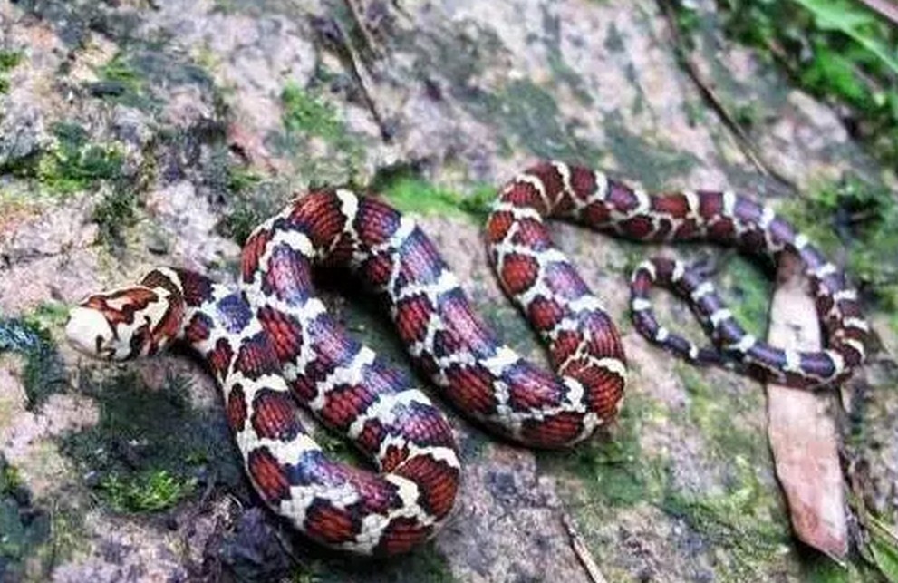 细数中国的一些“美女蛇”，过几年可能只会看到他们的图片了