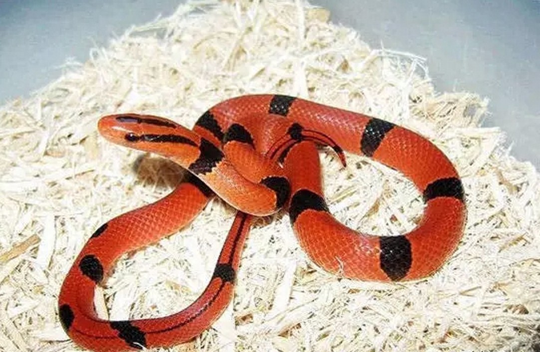 细数中国的一些“美女蛇”，过几年可能只会看到他们的图片了