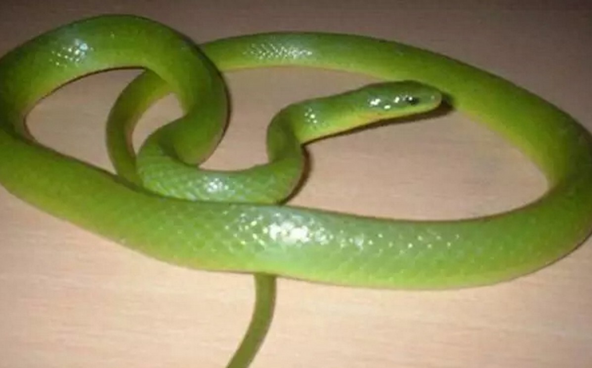 细数中国的一些“美女蛇”，过几年可能只会看到他们的图片了