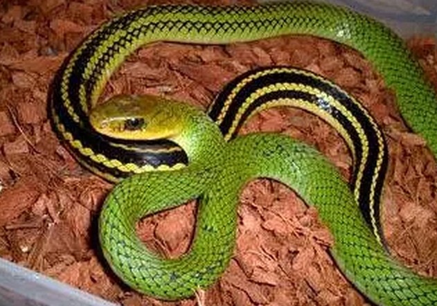 细数中国的一些“美女蛇”，过几年可能只会看到他们的图片了