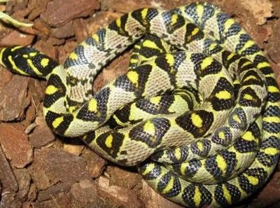 ​细数中国的一些“美女蛇”，过几年可能只会看到他们的图片了