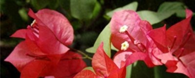 ​叶子花的养殖注意事项