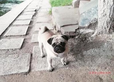 ​乖巧“哈拉雷”跟人自来熟