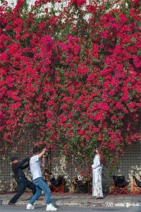 ​东莞“厂花”三角梅爆火，网友称排队拍照像春运，背后有故事