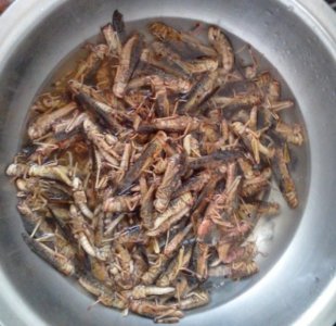 ​如何做出香喷喷的油炸蚂蚱