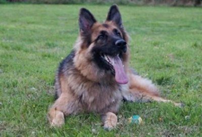 ​我最爱的犬，德国牧羊犬国人心中的黑背犬