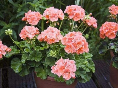 ​洋绣球花有没有毒，可以在室内养护吗？