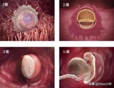 ​1-40周胎儿发育图，看完感觉孕育生命真的很奇妙