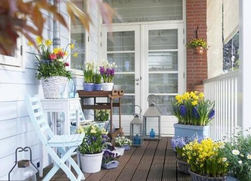 发财树的三种摆放方式，这样摆一定发大财，再穷也不怕了